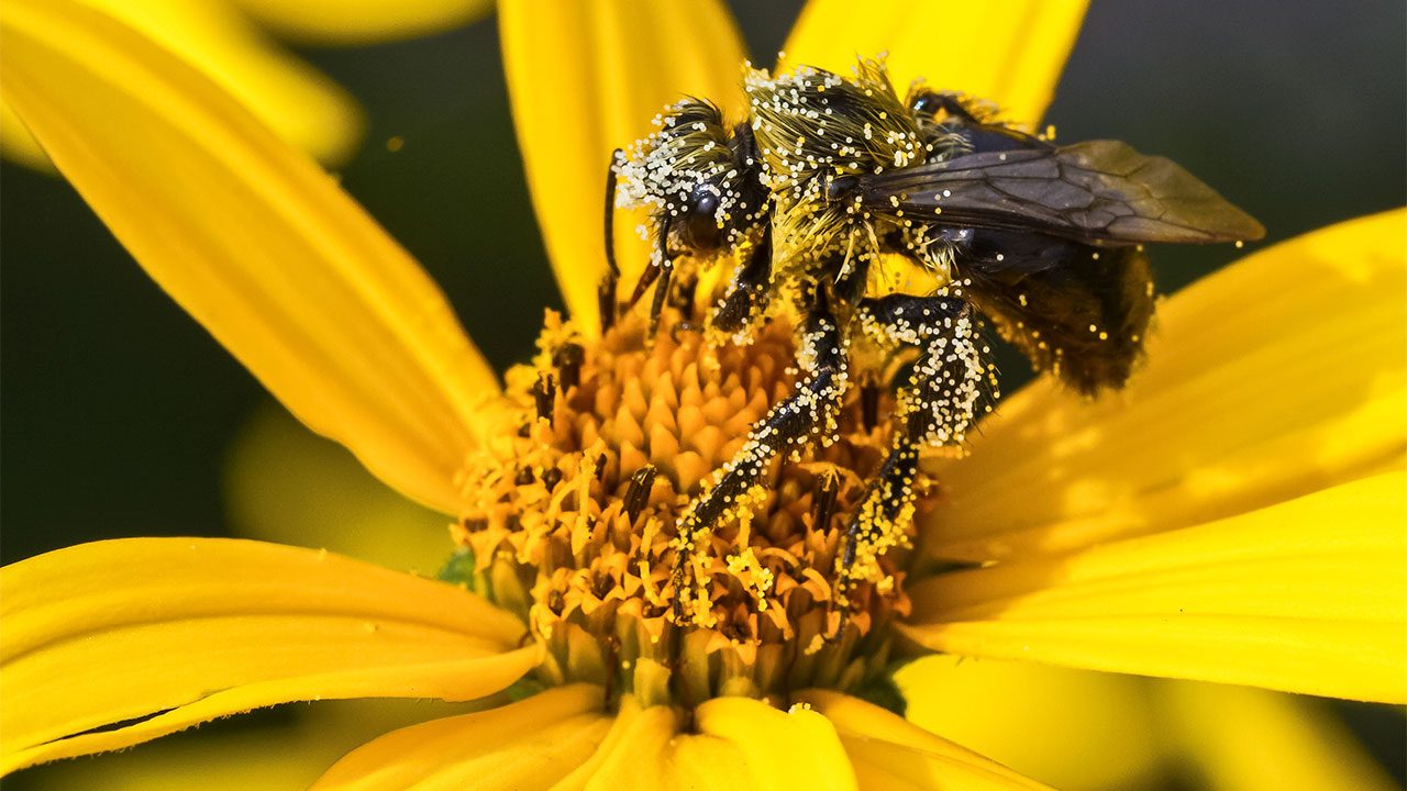 Comprar Forever Bee Pollen España